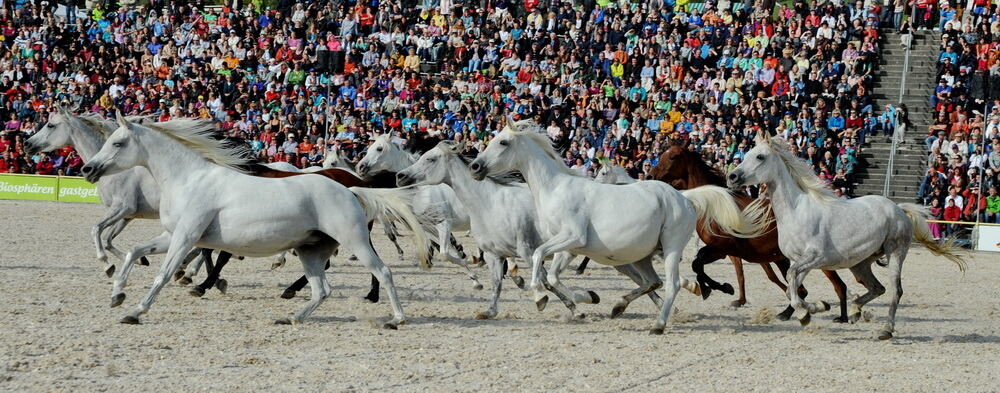 Hengstparade Marbach September 2013