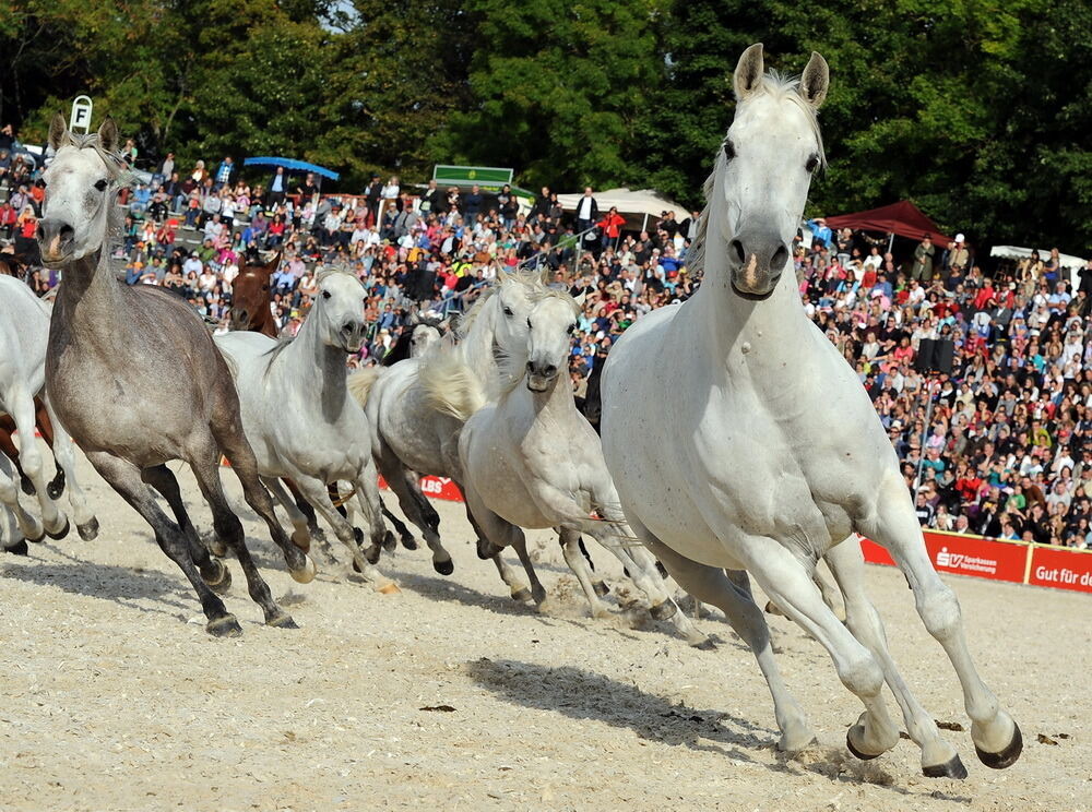 Hengstparade Marbach September 2013