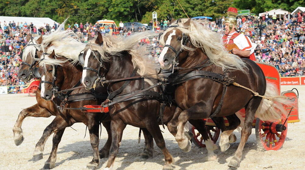 Hengstparade Marbach September 2013