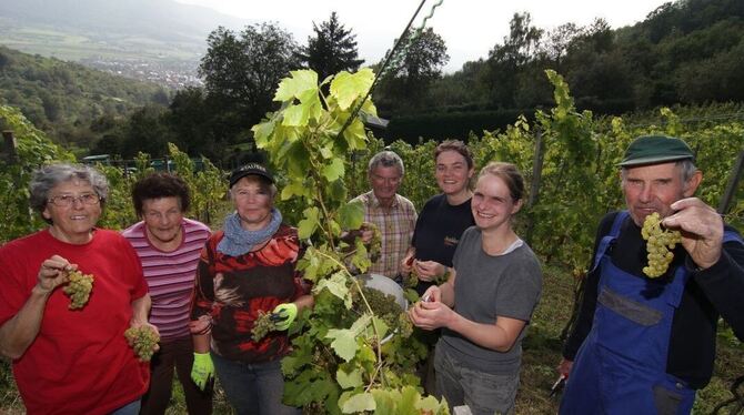 Bei bestem Wetter hat in Metzingen die Weinlese begonnen.