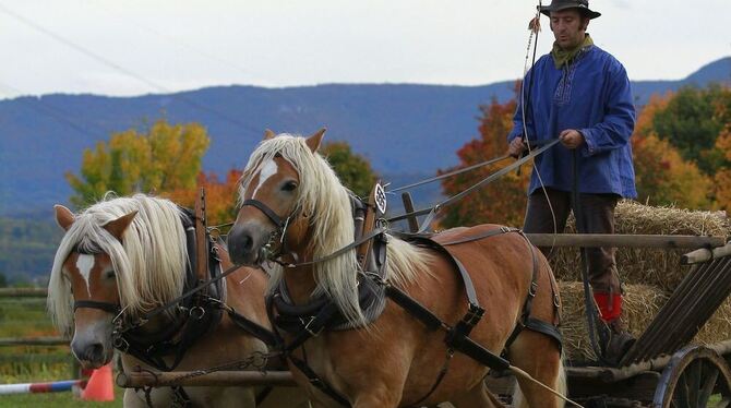 Die Disziplin Ackerwagenfahren führt hier Dr. Florian Wagner aus Rübgarten mit seinem Haflinger-Gespann vor.  FOTO: PR