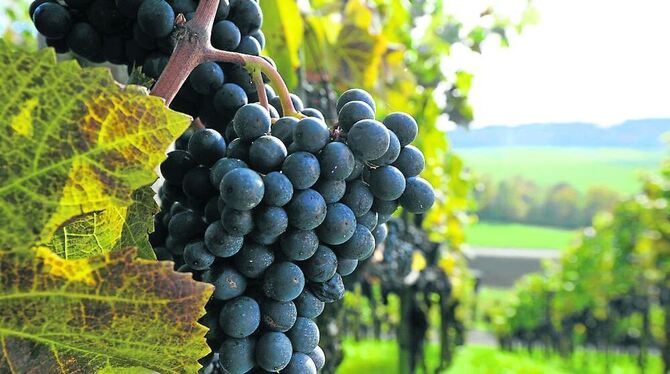 Die Blauburgundertraube ist die Grundlage der vollmundigen, samtig-weichen Weine der Ostschweiz.  FOTO: OSTSCHWEIZ TOURISMUS