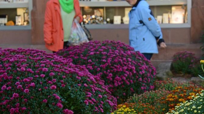 Die Blumenschau »Chrysanthema« in Lahr.