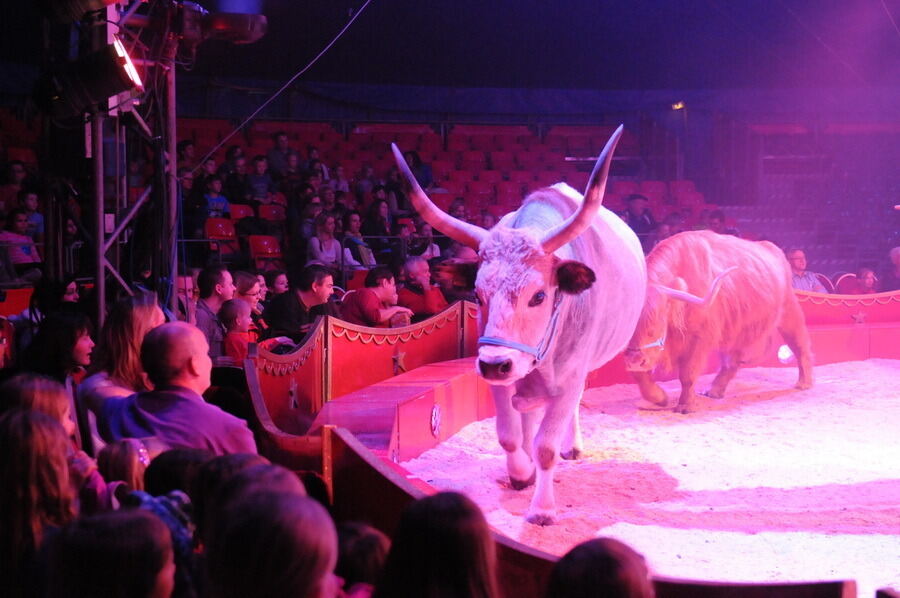 Zirkus Charles Knie Reutlingen 2013