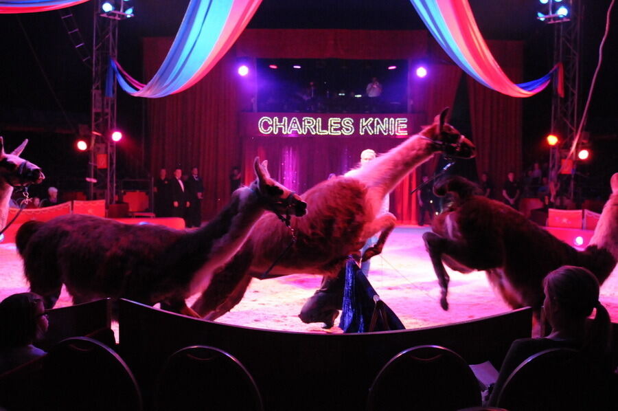 Zirkus Charles Knie Reutlingen 2013