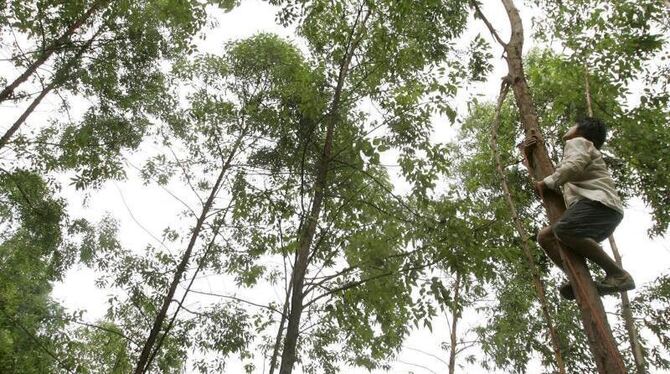 Eukalyptus-Bäume können Goldvorkommen aufspüren helfen. Foto: Michael Reynolds/Archiv