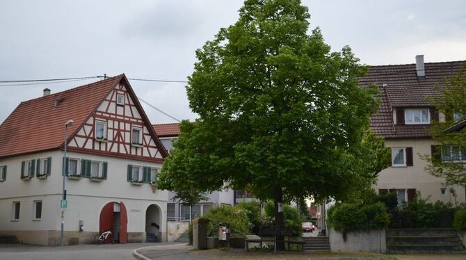 Die Linde am Oferdinger Dorfplatz muss im Zuge der Umgestaltung der Fläche zwischen Rathaus (links) und Kulturscheune gefällt we