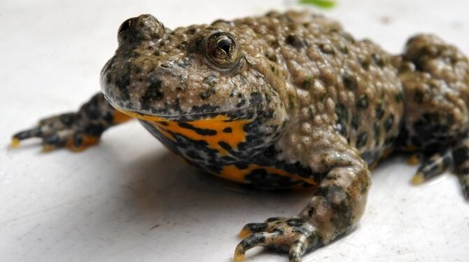 Die Gelbbauchunke (Bombina variegata)