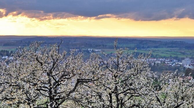 Im Frühjahr entfalten die Streuobstwiesen, hier in Mössingen, ihre volle Pracht. Auch für künftige Generationen sollen sie ein S