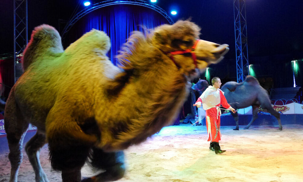 Weihnachtszirkus Reutlingen 2013