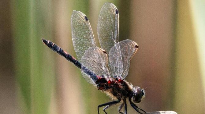 Die Kleine Moosjungfer ist Libelle des Jahres 2014. Foto: BUND/Günter L. Loos