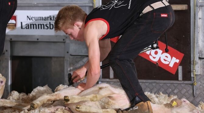 Die neuseeländische Art der Bodenschur: Dabei wandert das Tier einmal um die Füße des Scherers – in diesem Fall Nico Wohlfarth.