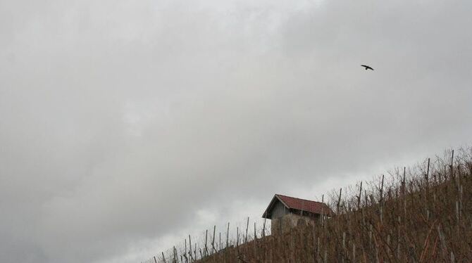 Hoch oben auf dem Weinberg herrscht Ruhe, wenn sich unten im »Rebstöckle« die Wengerter zur Hauptversammlung treffen.