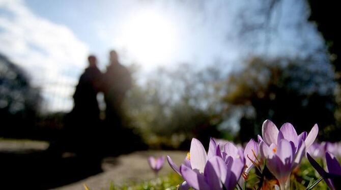 Blühende Krokusse in Köln: Meteorologen erwarten keinen Wintereinbruch mehr. Foto: Oliver Berg