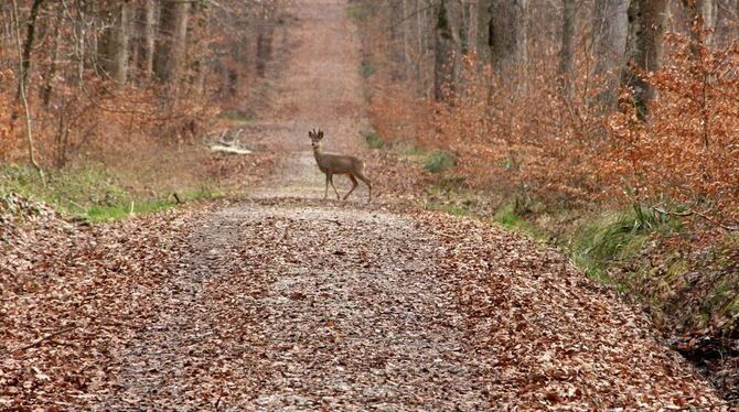 Der Nehrerener Wald ist ein großer Naturschatz.