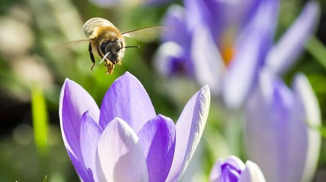 Die Krokusse blühen im Zeitplan, die Bienen fliegen ihrer Zeit etwas voraus. Foto: dpa