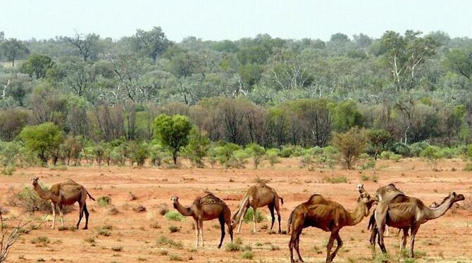 Wilde Kamelherde im Outback: Ein deutscher war wochenlang in der australischen Wildnis verschollen. Foto: Bernward Loheide/Ar