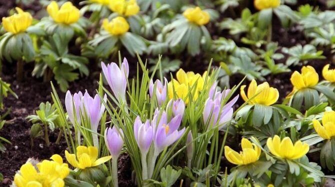 Krokusse und Winterlinge in einem Garten bei Schönebeck (Salzlandkreis) aufblühen lassen. Foto: Peter Förster