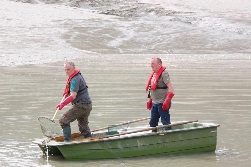 Abfischen des Glemser Stausees 2014