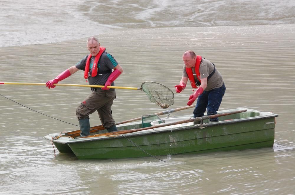 Abfischen des Glemser Stausees 2014