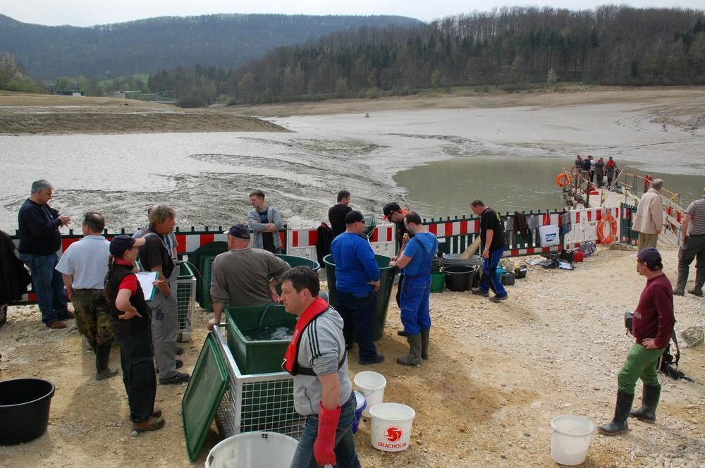 Abfischen des Glemser Stausees 2014