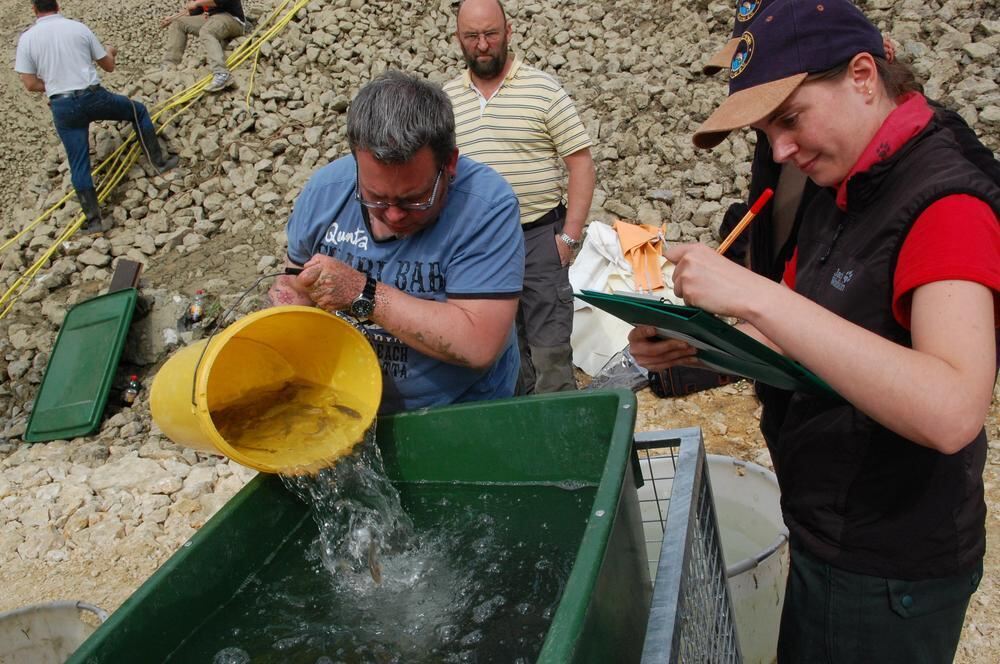 Abfischen des Glemser Stausees 2014