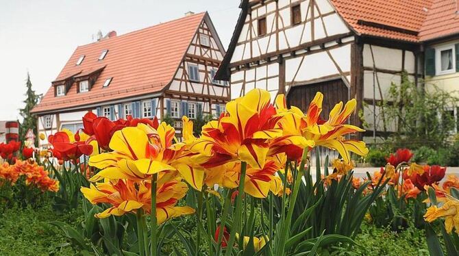 Hoffentlich spielt das Wetter mit. Es ist stets auch einer der Hauptakteure beim Tulpenfrühling.