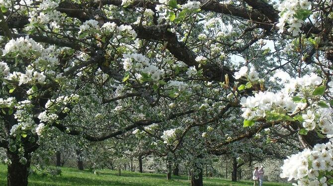 Weiße Blüten, so weit das Auge reicht: Im Nehrener Landschaftsschutzgebiet kommen Naturfreunde derzeit auf ihre Kosten.  FOTO: B