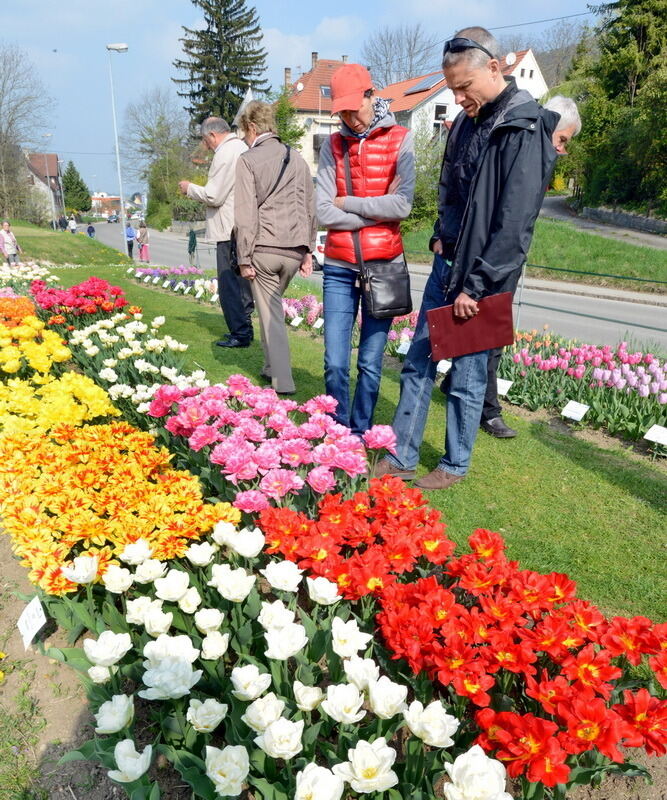 Tulpenblüte Gönningen 2014