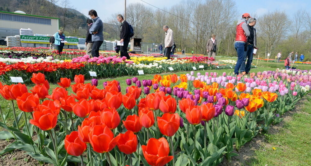 Tulpenblüte Gönningen 2014