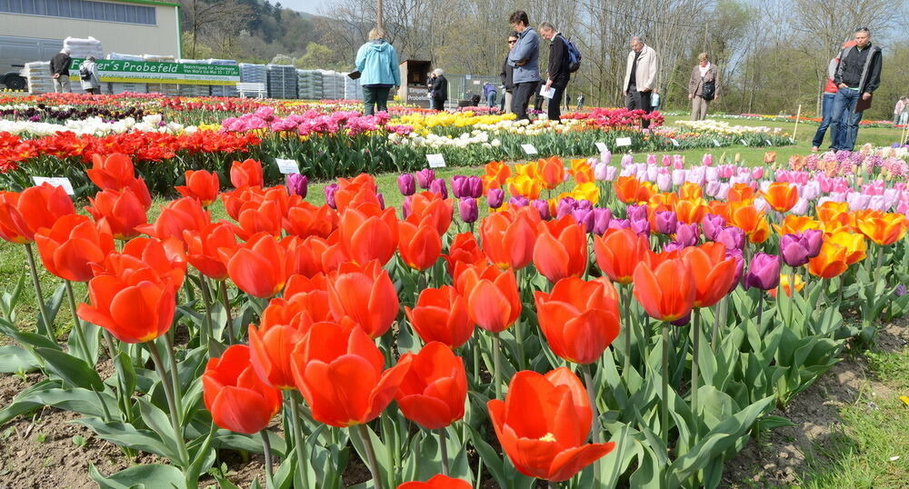 Tulpenblüte Gönningen 2014