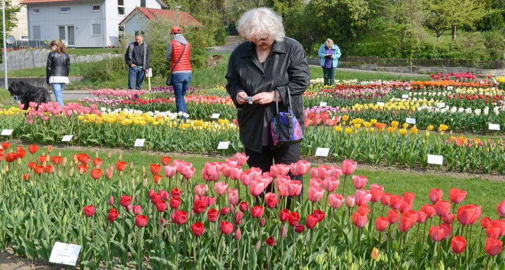 Tulpenblüte Gönningen 2014