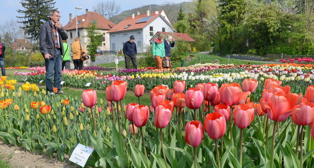 Tulpenblüte Gönningen 2014