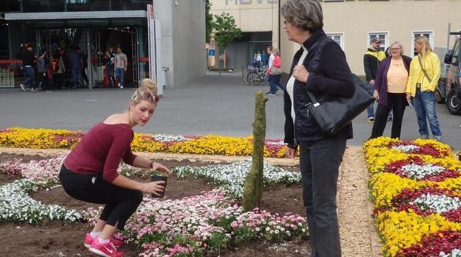 Nach drei Wochen zerfaserte der Blütenteppich am Lindenplatz. FOTO: VEIT