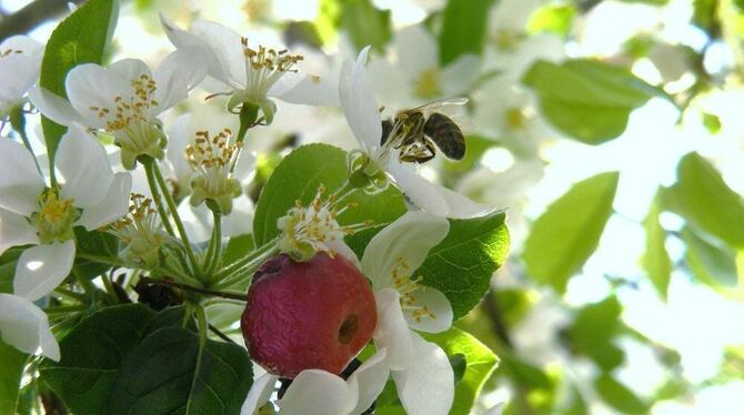 Moni Visel schickte uns einen außergewöhnlichen Schnappschuss aus ihrem Garten in der Mössinger Eberhardstraße: Kleine rote Zier