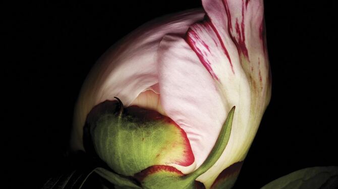 Paeonia Lactiflora. FOTO: EDVARD KOINBERG