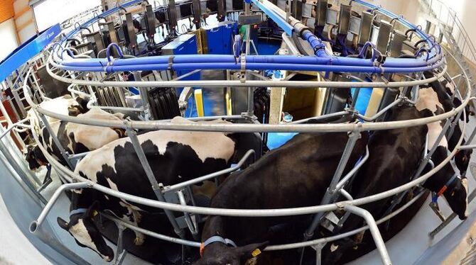 Landwirtschaft heute: Kühe stehen in einem vollautomatischen Melkkarussell. Foto: Martin Schutt