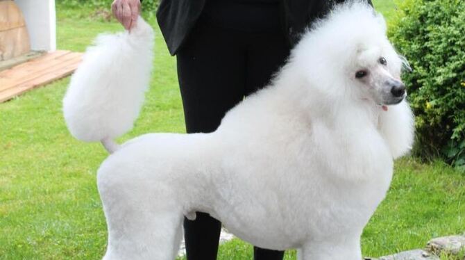 Von Kopf bis Fuß gestylt: Michaela Freimuth zeigt einen Königspudel. Foto: privat/Chiemgauer Hundesalon