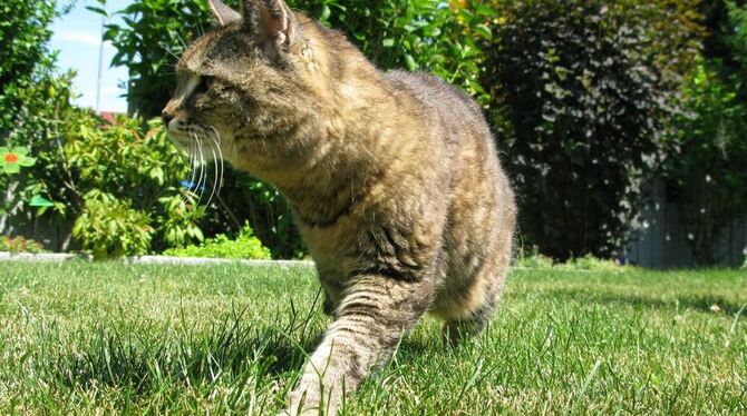 Mal schleicht sie durch den Garten, mal schläft sie friedlich unterm Baum: Katze Sandy lebt offensichtlich recht glücklich und z