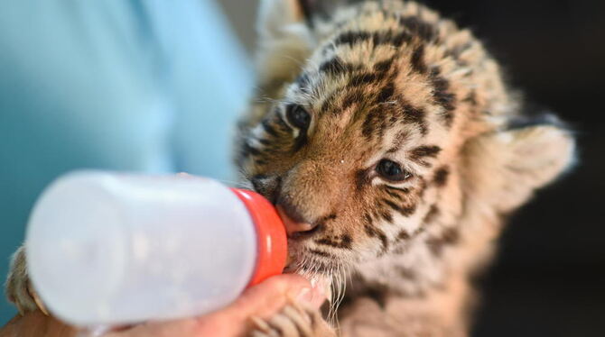 Großkatzenbesitzer Roland Rohr gibt am 18.06.2014 auf dem Aussiedlerhof Weiherhaus bei Ochenhausen (Baden-Württemberg) einem bengalischen Tiger-Baby das Milchfläschchen