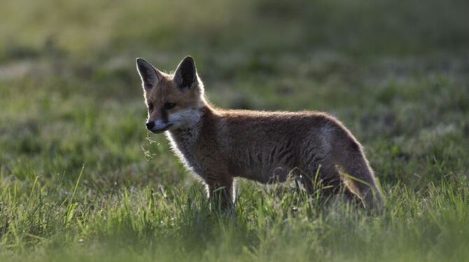 Wenn sich ein scheinbar zutraulicher Fuchs den Menschen nähert, ist Vorsicht geboten.  FOTO: PULVERMÜLLER