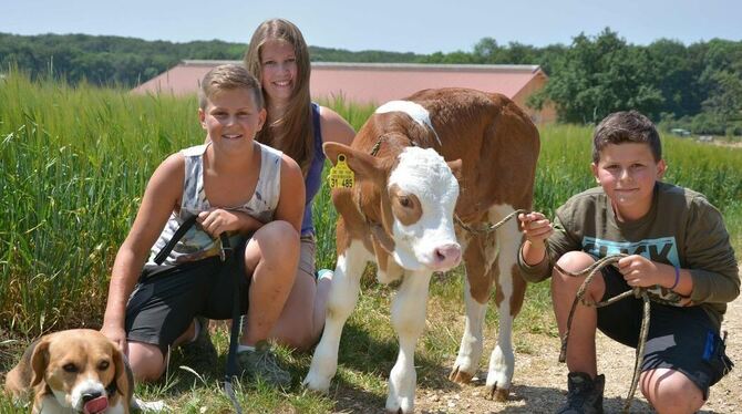 Mit den Kälbchen aus Werners Stall Spazierengehen bleibt ein Privileg der Strohweiler Kinder.  FOTO: PR