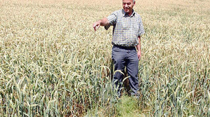 Im Sommer wird das Rätsel vom »Mannsberger Kreuz« sichtbar: Naturschutzwart Fritz Krauß zeigt auf die gestörte Vegetation an der