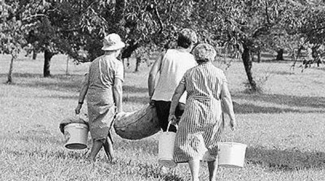 Obsternte ist Frauensache. Die anschließende Verarbeitung in der Küche auch.  GEA-ARCHIVFOTO: MEYER