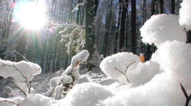 Bizarre Gebilde, aber aufgepasst: Waldspaziergänger sollten zurzeit die Gefahr des Schneebruchs nicht unterschätzen.
GEA-FOTO