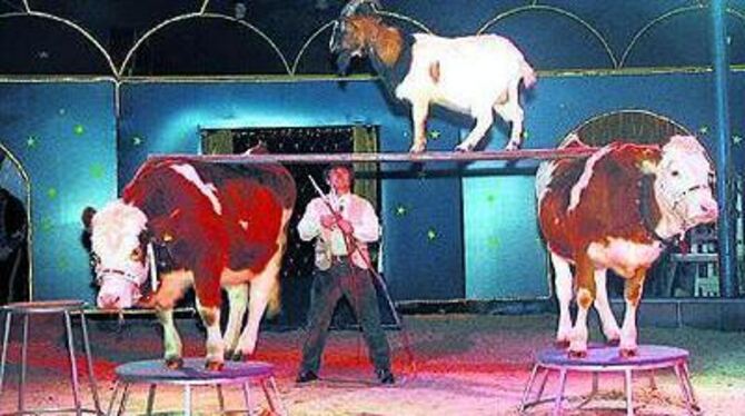 Von wegen Rindvieh: Im Zirkus Relaxx zeigen auch Kühe und Ziegen, dass sie sehr wohl für die Manege taugen. FOTO: ANSTÄDT