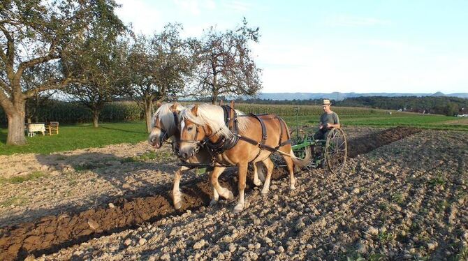 Florian Wagner bei der Arbeit auf dem Acker mit seinen beiden Haflingern und dem Homesteader, einem landwirtschaftlichen Multita