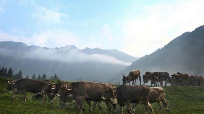 Kühe auf einer Alm-Wiese. Foto: Karl-Josef Hildenbrand/Archiv