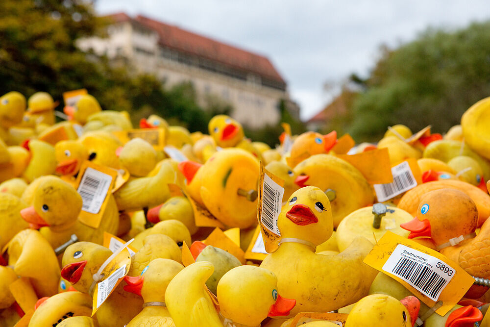 Entenrennen Tübingen 2014