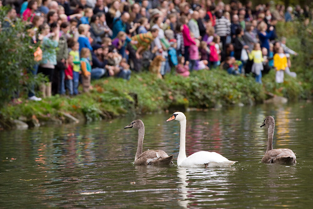 Entenrennen Tübingen 2014